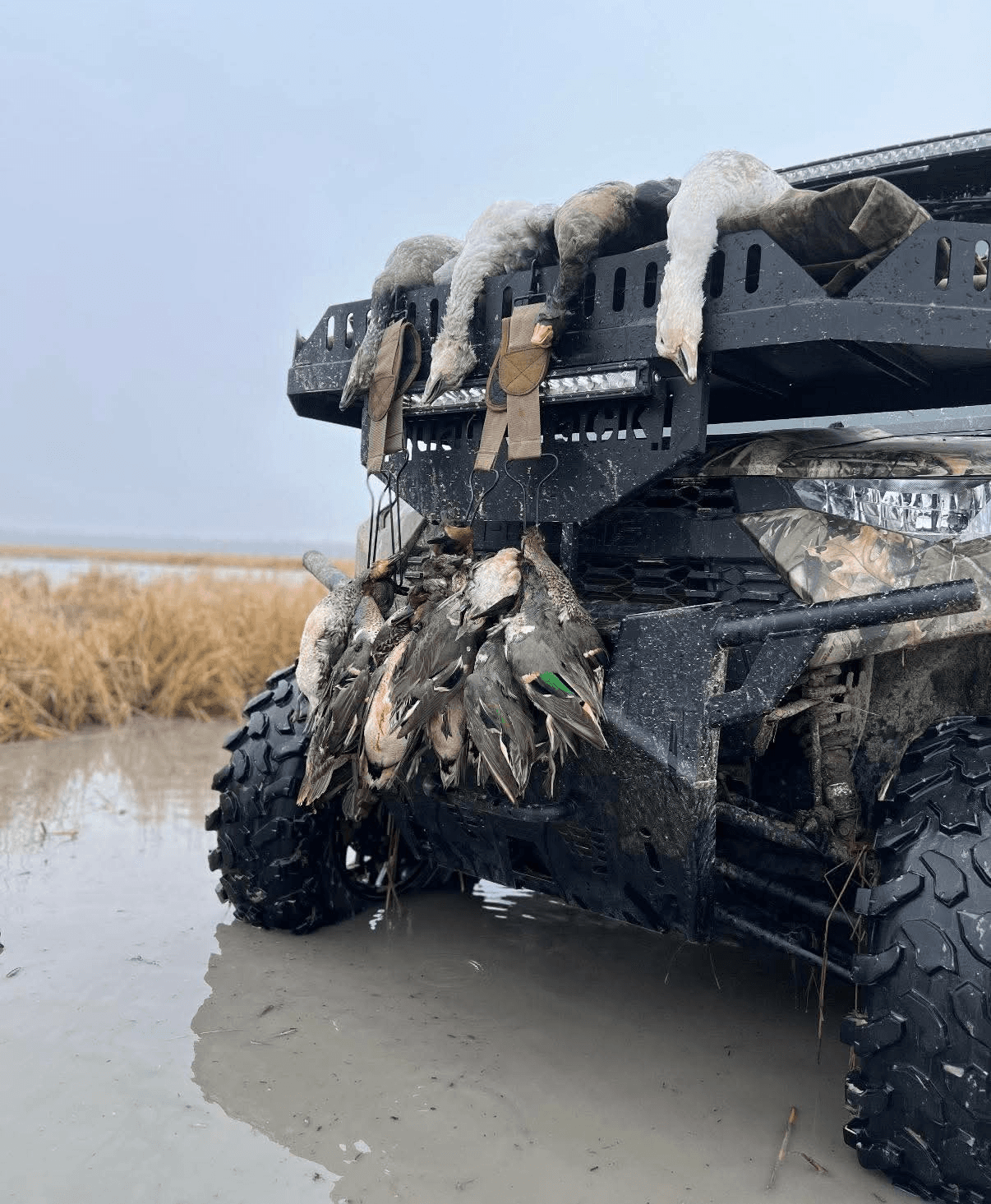 In the Marsh
